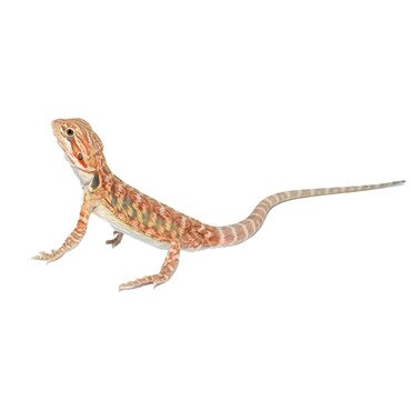 Rainbow Tiger Leatherback BD